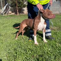 Pit Bull