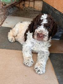 Lagotto