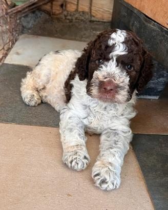 Lagotto