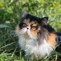 Gatta Persiana per Accoppiamento