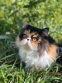 Gatta Persiana per Accoppiamento