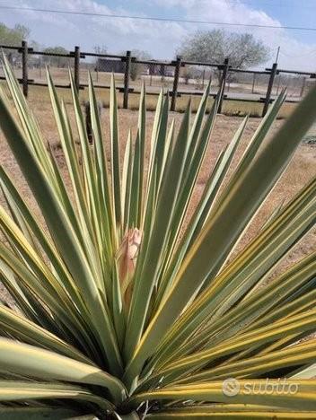 Rif.1005 Yucca Variegata (pianta tropicale palma c usato  Matera