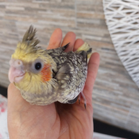 Calopsite allevate a mano