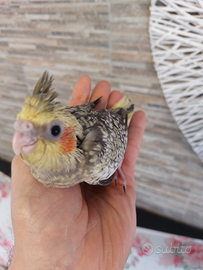 Calopsite allevate a mano