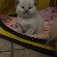 Cuccioli di ragdol con pedigree