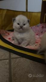 Cuccioli di ragdol con pedigree