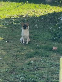 Chihuahua