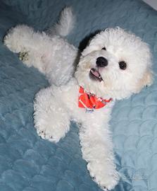 Cucciolo Bichon a Poil Frisè, bellezza e eleganza 