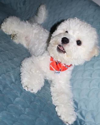 Cucciolo Bichon a Poil Frisè, bellezza e eleganza 