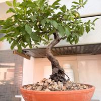 Pre Bonsai prugnolo selvatico