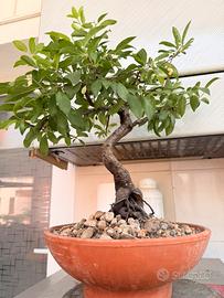 Pre Bonsai prugnolo selvatico