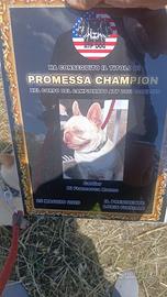 Bulldog francese per monta