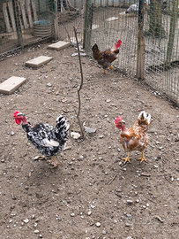 Collo nudo millefiori