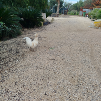 Gallo padovano bianco