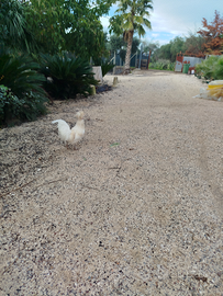 Gallo padovano bianco