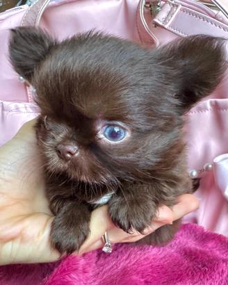 Chihuahua SUPER TOY femmina cioccolato Ipertipica