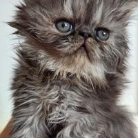 Cuccioli persiani ipertipici maschi