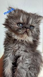 Cuccioli persiani ipertipici maschi