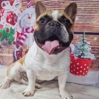 Bulldog Francese per Monta