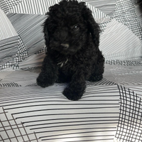 Barboncino cioccolato