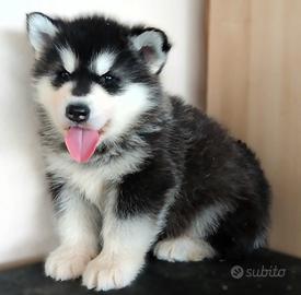 Cucciolo di Siberian Huschi