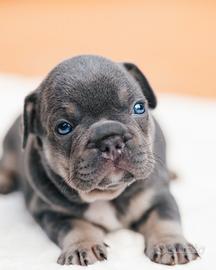 Bulldog francese