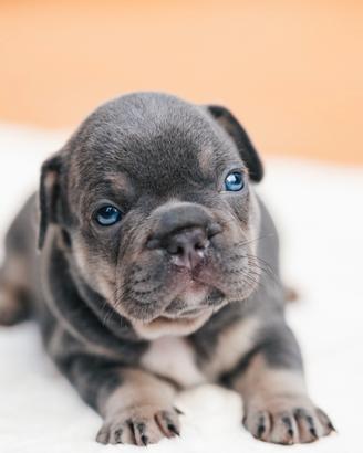 Bulldog francese