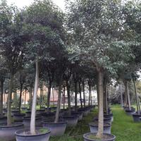 Ligustro albero per viali