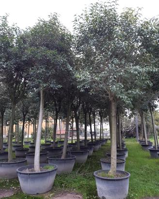 Ligustro albero per viali