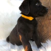 Cuccioli Labrador