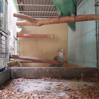 Inseparabili roseicollins