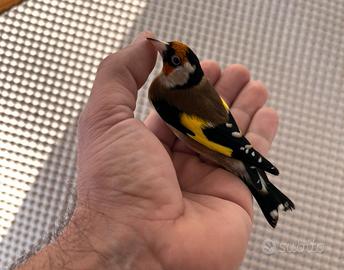 Cardellini tschusii e nostrani