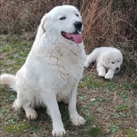 Disponibile per monta