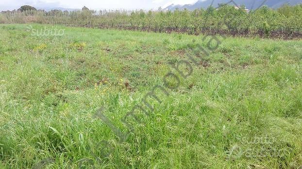Terreno di 6666 m² a Cellole - Vista 3