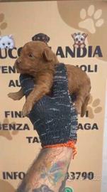 barboncino Toy Red 3M 2F x settembre anche a rate