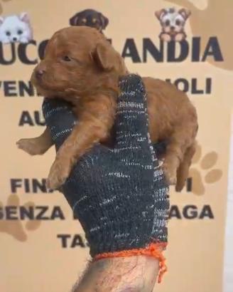 barboncino Toy Red 3M 2F x settembre anche a rate