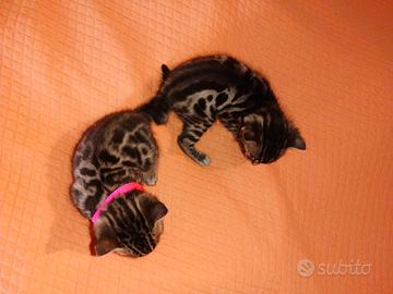 Gatti bengal