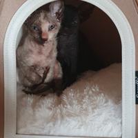 Gattina Sphynx velour