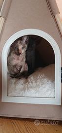 Gattina Sphynx velour