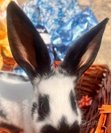 Cuccioli di coniglio papillon