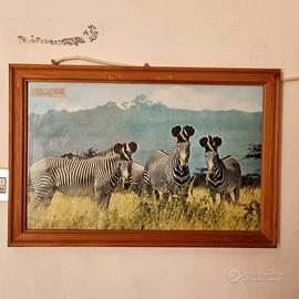 Quadro fotografia vintage zebre Kenya savana