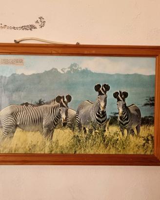 Quadro fotografia vintage zebre Kenya savana