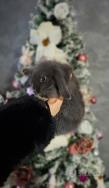 Coniglio NANO ARIETE BLU