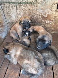 Cuccioli Pastore del Caucaso