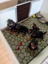 Cuccioli di Rotwailer