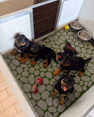 Cuccioli di Rotwailer
