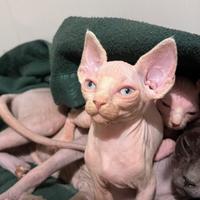 Cucciolo di sphynx maschio