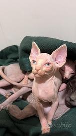 Cucciolo di sphynx maschio