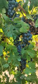 uva nera merlot uva bianca tocai riesi