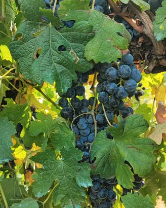 uva nera merlot uva bianca tocai riesi